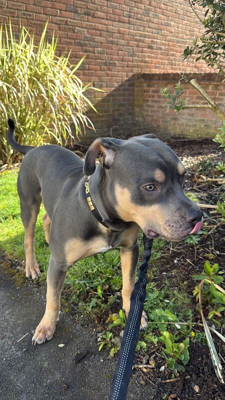 American Staffordshire