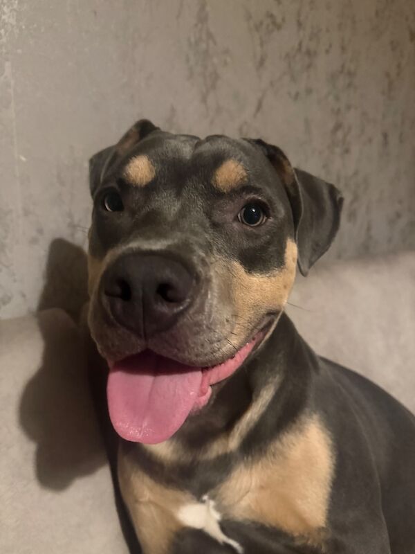 American Staffordshire - Image 2 of 6