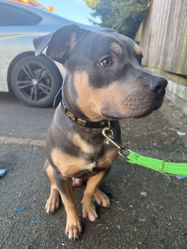 American Staffordshire - Image 3 of 6