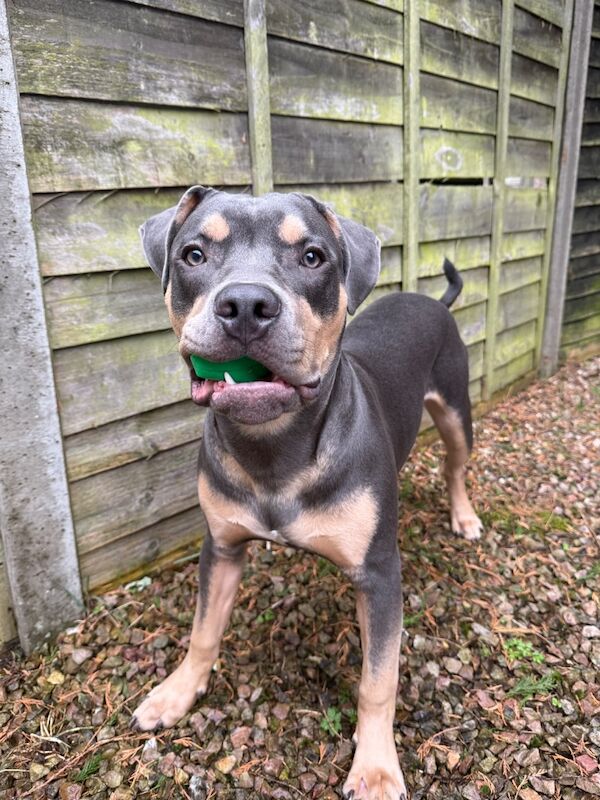 American Staffordshire - Image 4 of 6