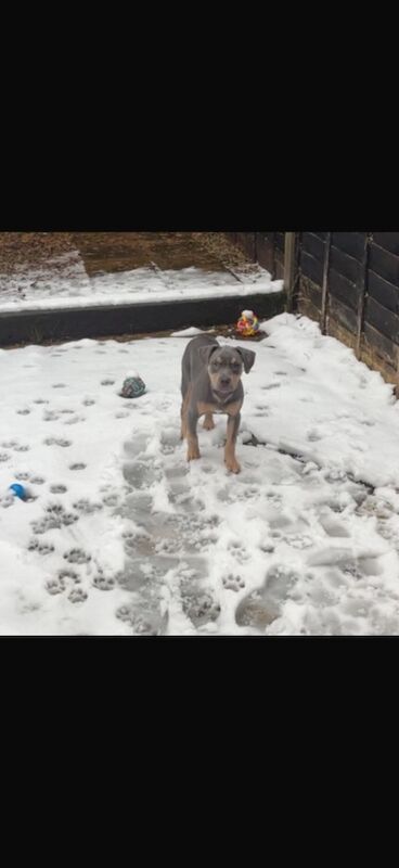 Staffordshire Bull Terrier Dogs And Puppies For Adoption