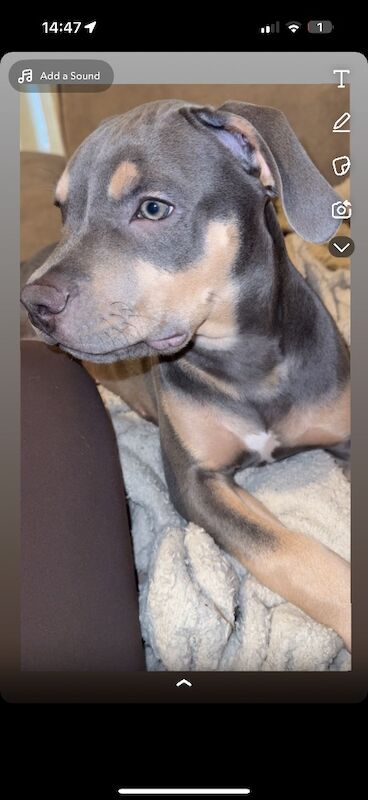American Staffordshire terrier - Image 2 of 4