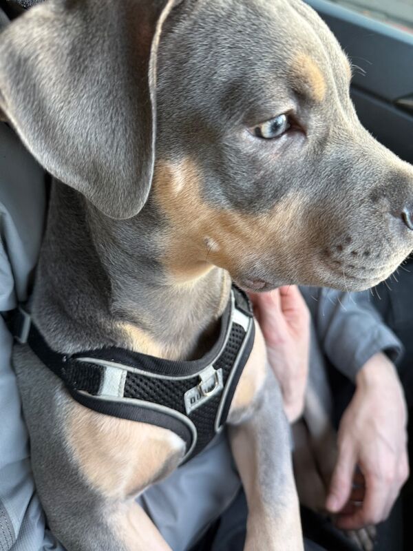 American Staffordshire terrier - Image 3 of 4