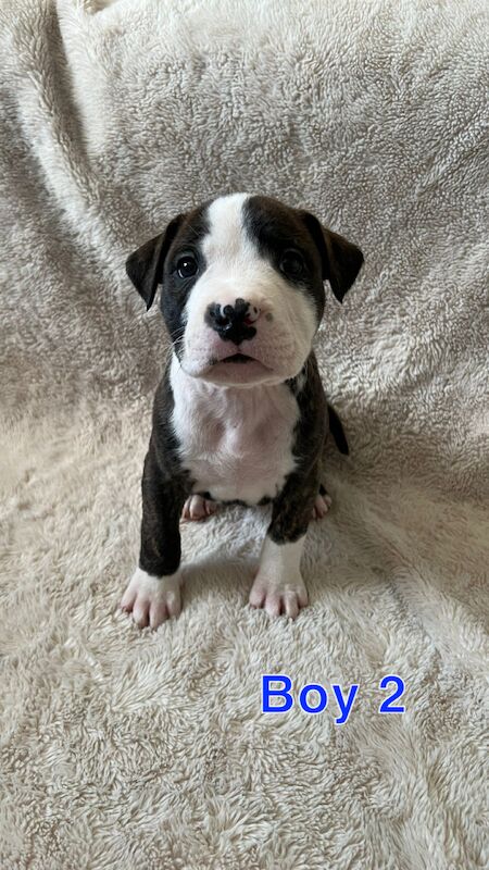 amstaff pups for sale in Knock,Belfast | Image 2