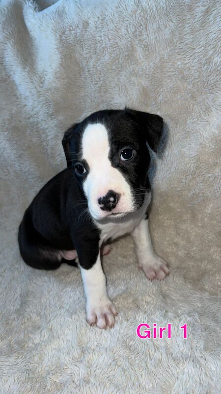 amstaff pups for sale in Knock,Belfast | Image 3