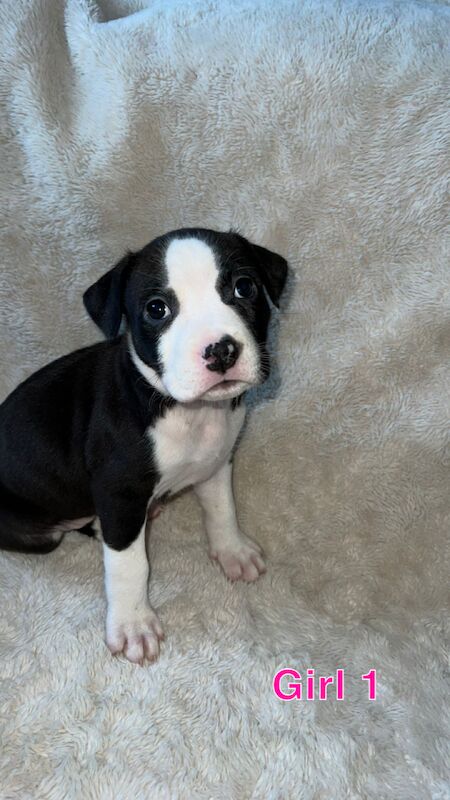 amstaff pups for sale in Knock,Belfast | Image 4
