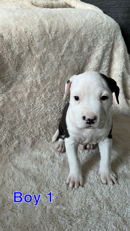 Staffordshire Bull Terrier puppies for sale in Knock,Belfast – 1 year old - Image 5 of 15
