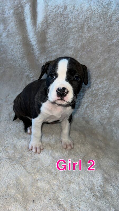 Staffordshire Bull Terrier puppies for sale in Knock,Belfast – 1 year old - Image 7 of 15
