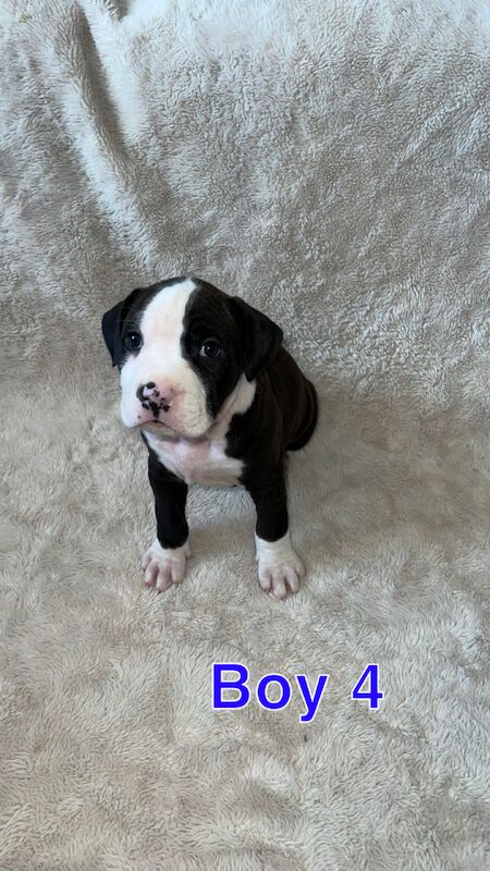 Staffordshire Bull Terrier puppies for sale in Knock,Belfast – 1 year old - Image 9 of 15
