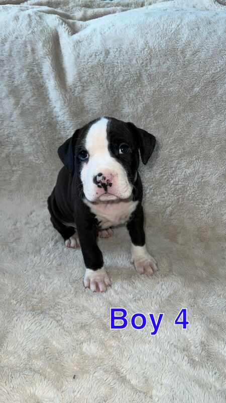 Staffordshire Bull Terrier puppies for sale in Knock,Belfast – 1 year old - Image 10 of 15