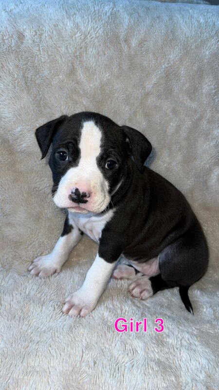 Staffordshire Bull Terrier puppies for sale in Knock,Belfast – 1 year old - Image 11 of 15