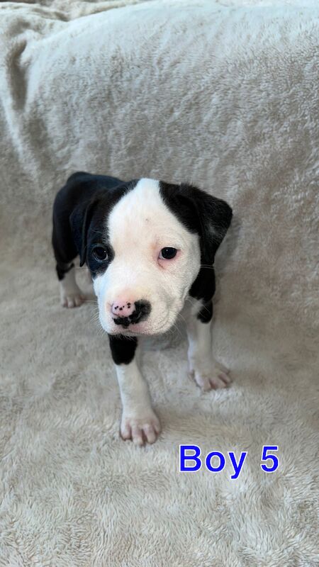 Staffordshire Bull Terrier puppies for sale in Knock,Belfast – 1 year old - Image 12 of 15