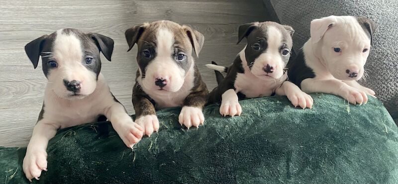 Staffordshire Bull Terrier puppies for sale in Knock,Belfast – 1 year old - Image 13 of 15