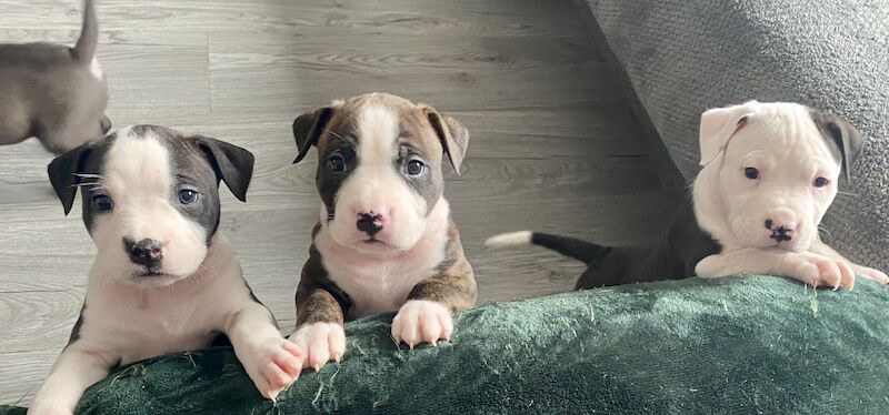 Staffordshire Bull Terrier puppies for sale in Knock,Belfast – 1 year old - Image 14 of 15