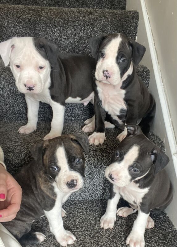 Staffordshire Bull Terrier puppies for sale in Knock,Belfast – 1 year old - Image 15 of 15