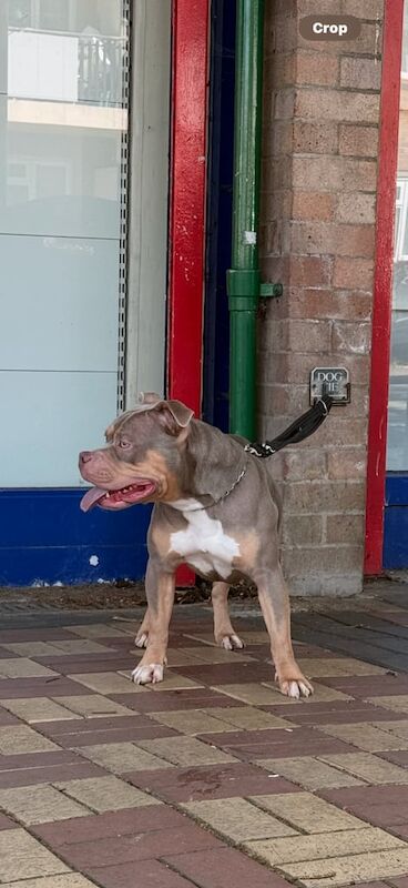 Staffordshire Bull Terrier puppies for sale in Oxford, Oxfordshire – 2 years old - Image 2 of 3