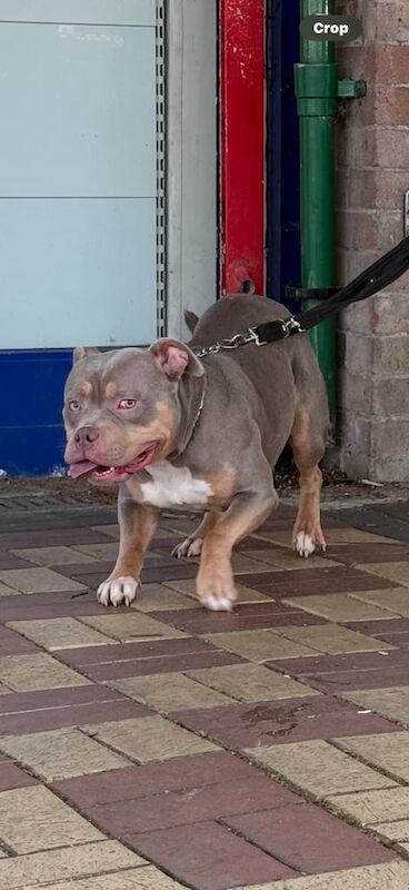 Staffordshire Bull Terrier puppies for sale in Oxford, Oxfordshire – 2 years old - Image 3 of 3