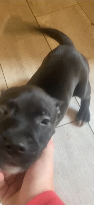 Athletic Staffordshire bull terrier pup - Image 2 of 2