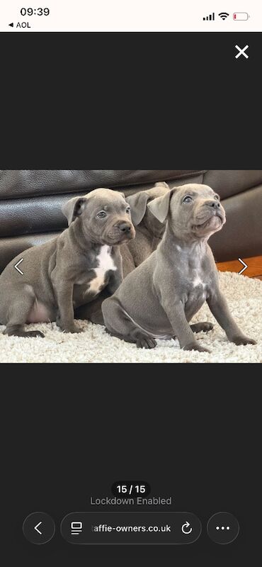 Staffordshire Bull Terrier Dogs And Puppies For Adoption