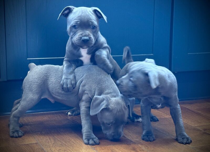 Beauties Ready ti Leave Now for sale in Peterborough, Cambridgeshire