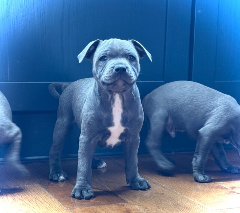 Beauties Ready To Leave Now for sale in Peterborough, Cambridgeshire | Image 2