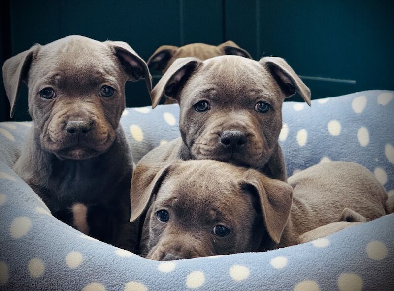 Beauties Ready To Leave Now for sale in Peterborough, Cambridgeshire | Image 3