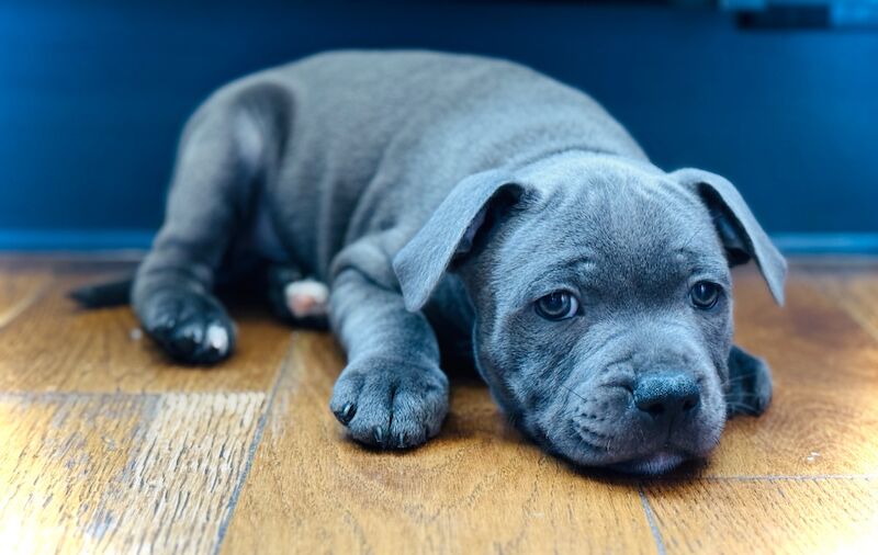 Staffordshire Bull Terrier puppies for sale in Peterborough, Cambridgeshire – KC registered, 12 weeks old - Image 4 of 15