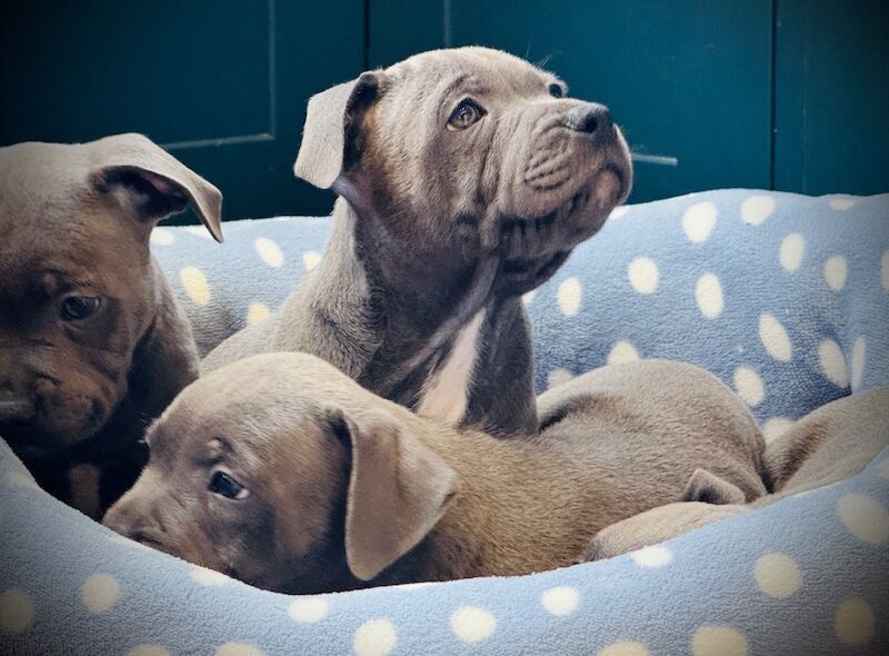 Staffordshire Bull Terrier puppies for sale in Peterborough, Cambridgeshire – KC registered, 12 weeks old - Image 6 of 15