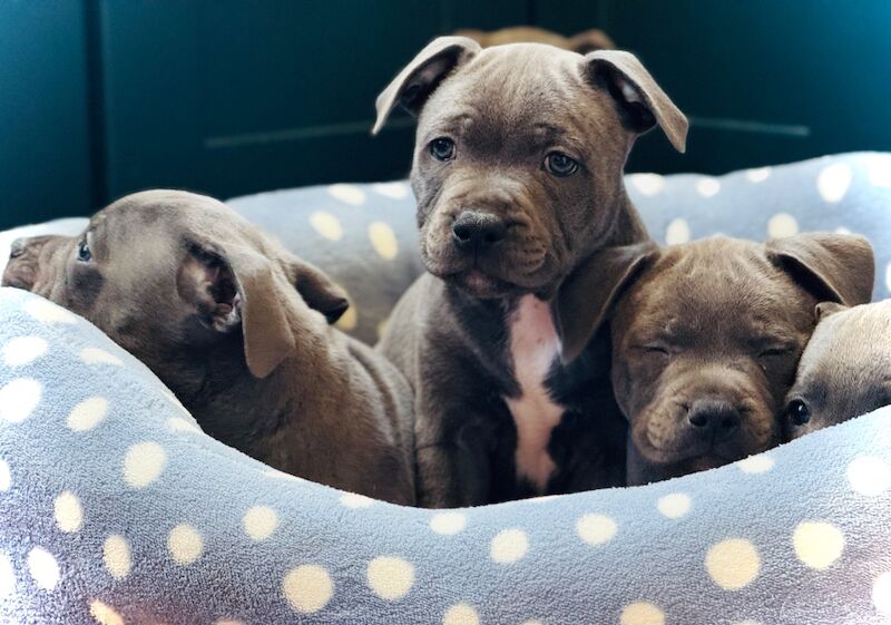 Staffordshire Bull Terrier puppies for sale in Peterborough, Cambridgeshire – KC registered, 12 weeks old - Image 7 of 15