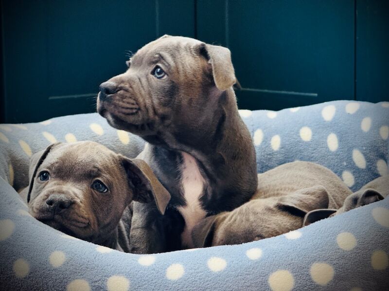 Staffordshire Bull Terrier puppies for sale in Peterborough, Cambridgeshire – KC registered, 12 weeks old - Image 8 of 15