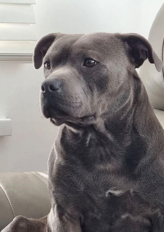 Staffordshire Bull Terrier puppies for sale in Peterborough, Cambridgeshire – KC registered, 12 weeks old - Image 9 of 15