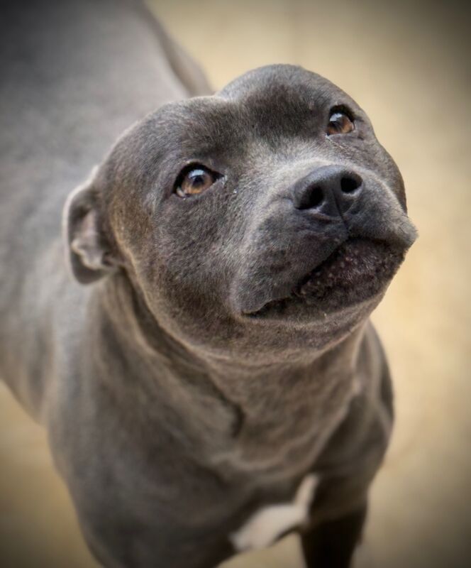 Staffordshire Bull Terrier puppies for sale in Peterborough, Cambridgeshire – KC registered, 12 weeks old - Image 10 of 15