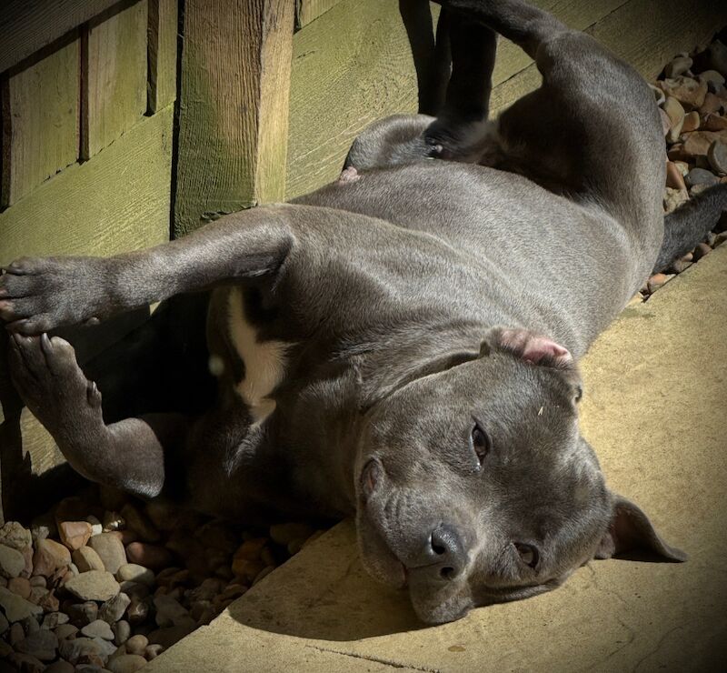 Staffordshire Bull Terrier puppies for sale in Peterborough, Cambridgeshire – KC registered, 12 weeks old - Image 11 of 15
