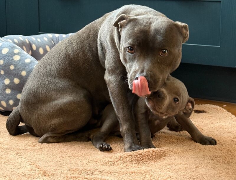 Staffordshire Bull Terrier puppies for sale in Peterborough, Cambridgeshire – KC registered, 12 weeks old - Image 12 of 15
