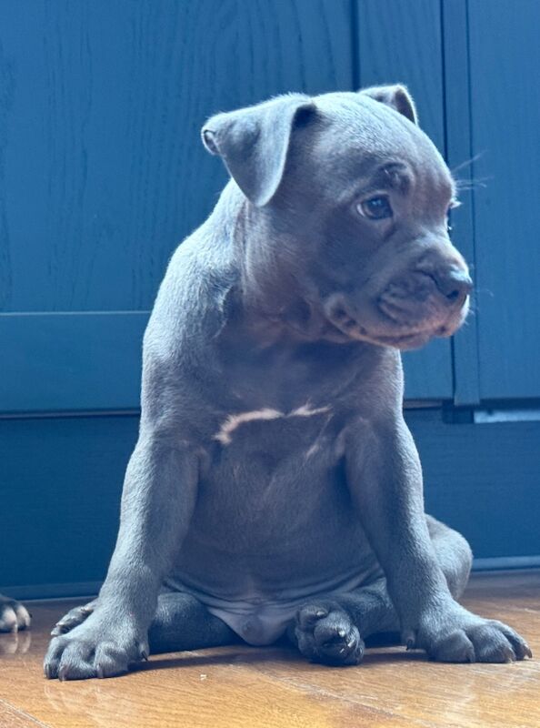 Staffordshire Bull Terrier puppies for sale in Peterborough, Cambridgeshire – KC registered, 12 weeks old - Image 13 of 15