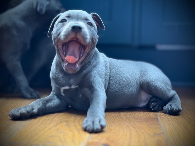 Staffordshire Bull Terrier puppies for sale in Peterborough, Cambridgeshire – KC registered, 12 weeks old - Image 14 of 15