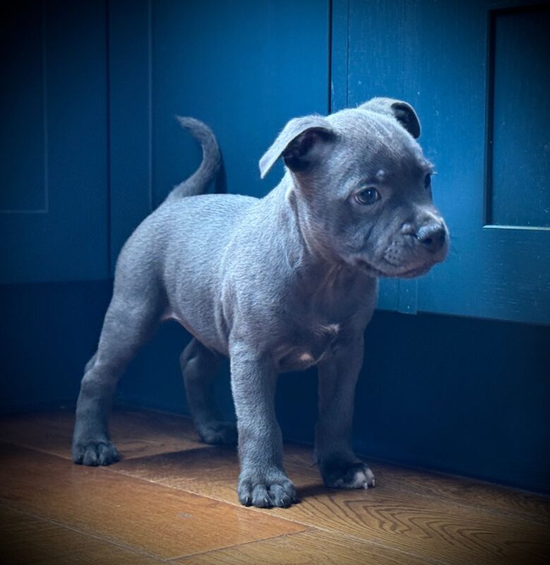 Staffordshire Bull Terrier puppies for sale in Peterborough, Cambridgeshire – KC registered, 12 weeks old - Image 15 of 15