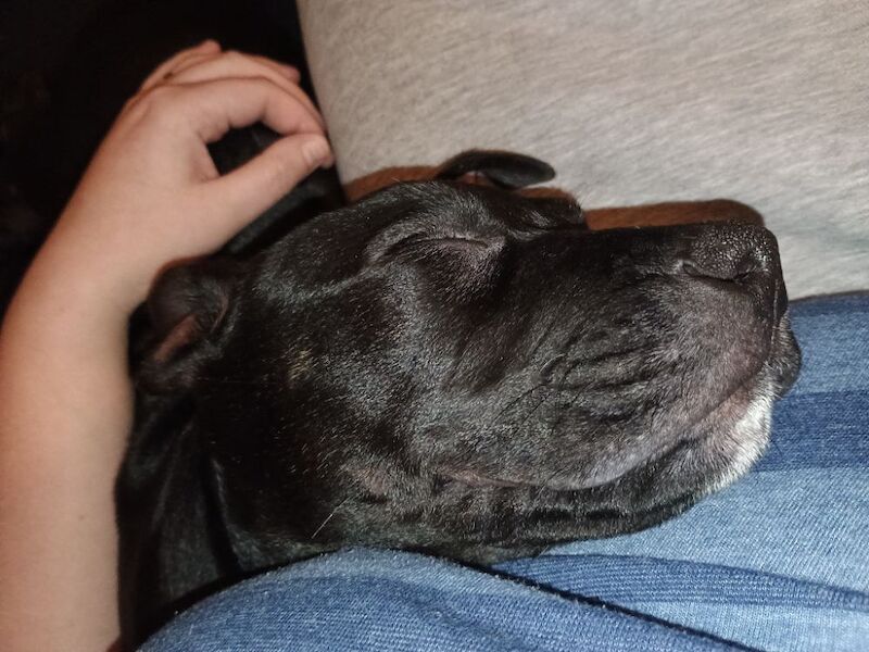 Staffordshire Bull Terrier puppies for sale in Chichester, West Sussex – 11 weeks old