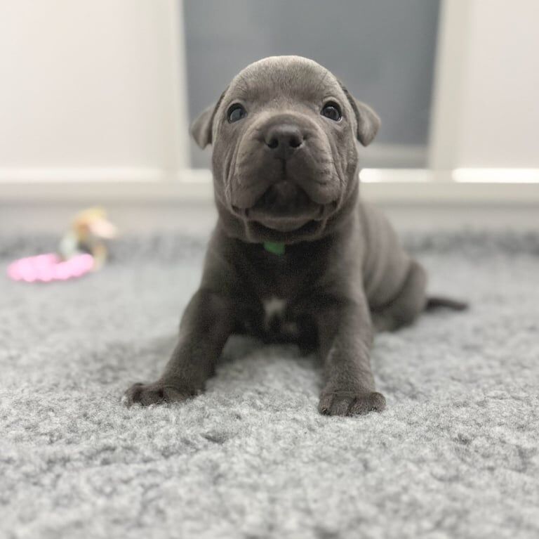 Staffordshire Bull Terrier puppies for sale in Edinburgh, City of Edinburgh – KC registered, 1 year old - Image 2 of 3