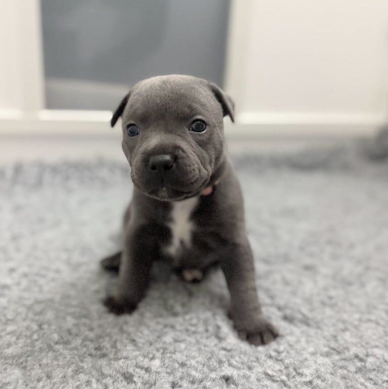 Staffordshire Bull Terrier puppies for sale in Edinburgh, City of Edinburgh – KC registered, 1 year old - Image 3 of 3
