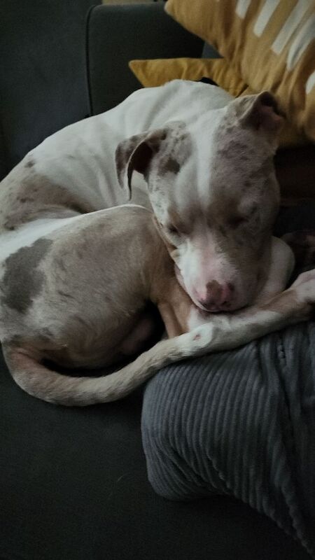 Staffordshire Bull Terrier puppies for sale in Newton Abbot, Devon – 7 months old - Image 2 of 6