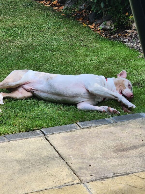 Staffordshire Bull Terrier puppies for sale in Newton Abbot, Devon – 7 months old - Image 3 of 6