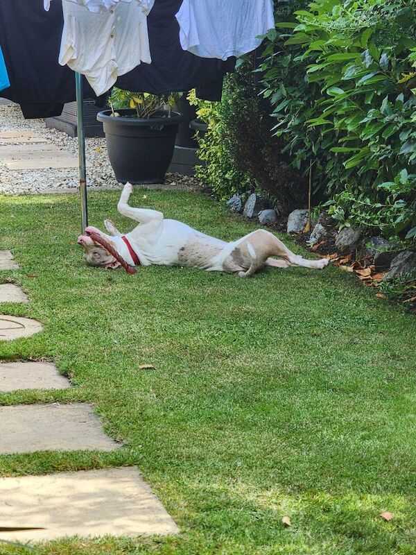 Staffordshire Bull Terrier puppies for sale in Newton Abbot, Devon – 7 months old - Image 5 of 6