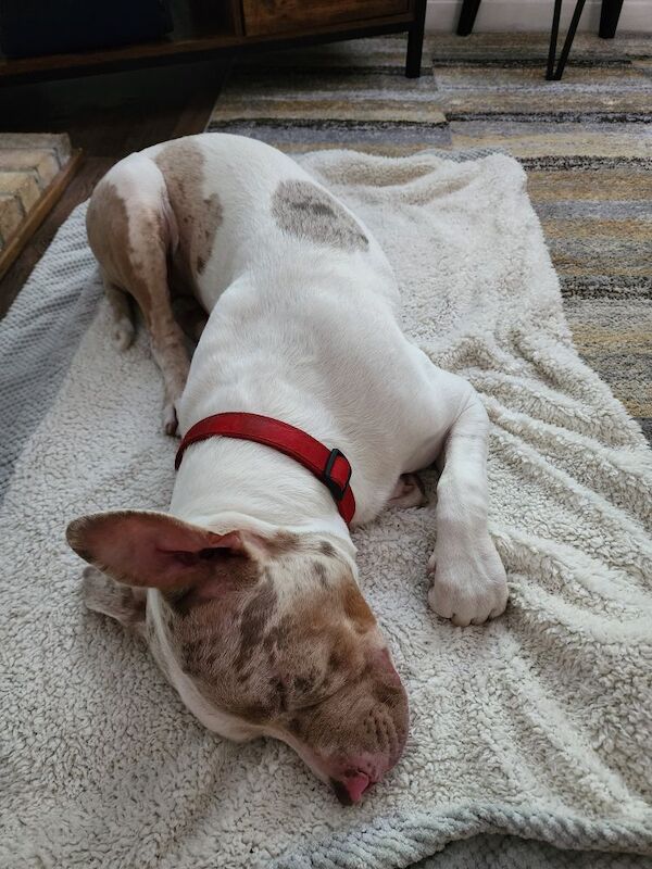 Staffordshire Bull Terrier puppies for sale in Newton Abbot, Devon – 7 months old - Image 6 of 6