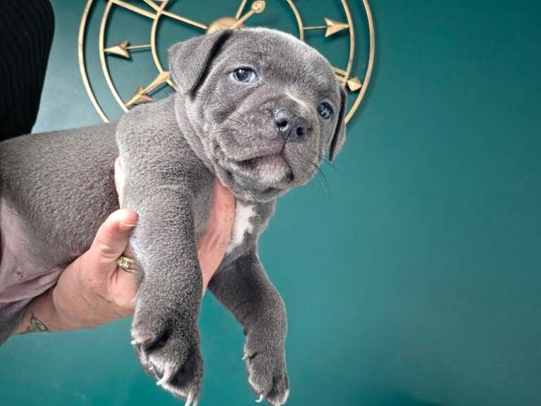Beautiful blue staffie puppies!! kc registered!!