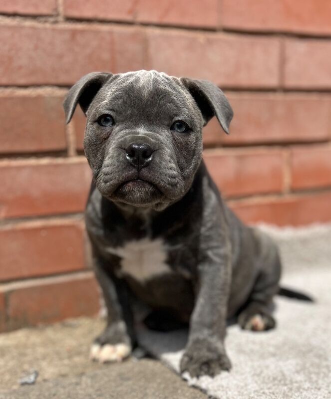 Beautiful blue Staffordshire bull terrier boy puppy for sale in Birmingham, West Midlands