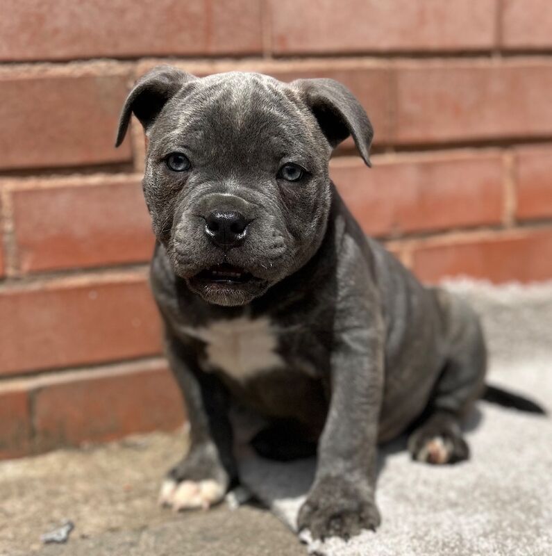 Beautiful blue Staffordshire bull terrier boy puppy for sale in Birmingham, West Midlands | Image 2