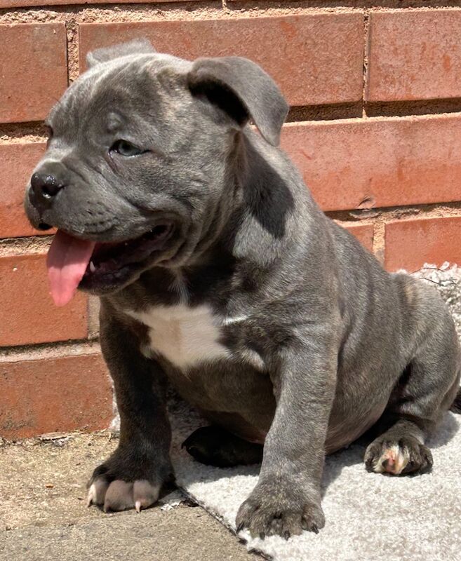Beautiful blue Staffordshire bull terrier boy puppy for sale in Birmingham, West Midlands | Image 3