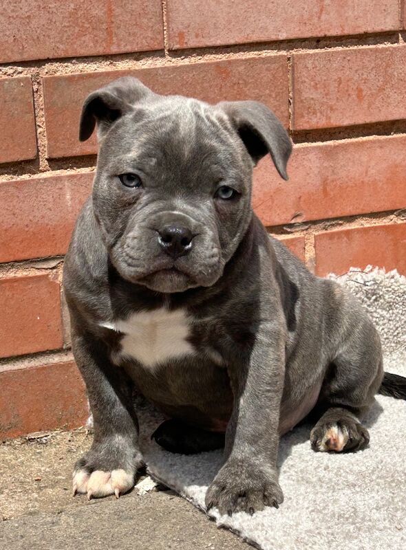Beautiful blue Staffordshire bull terrier boy puppy for sale in Birmingham, West Midlands | Image 4