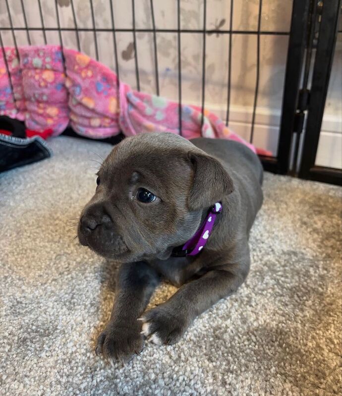 Beautiful blue staffordshire bull terrier puppies for sale in Edinburgh, City of Edinburgh